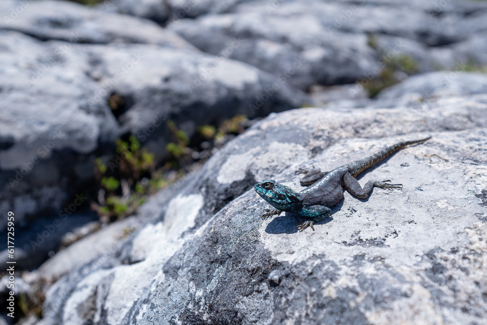 Southern Rock Agama / Southern african rock agama
Agamidae lizard family Southern Rock Agama / Southern african rock agama
Agamidae lizard family