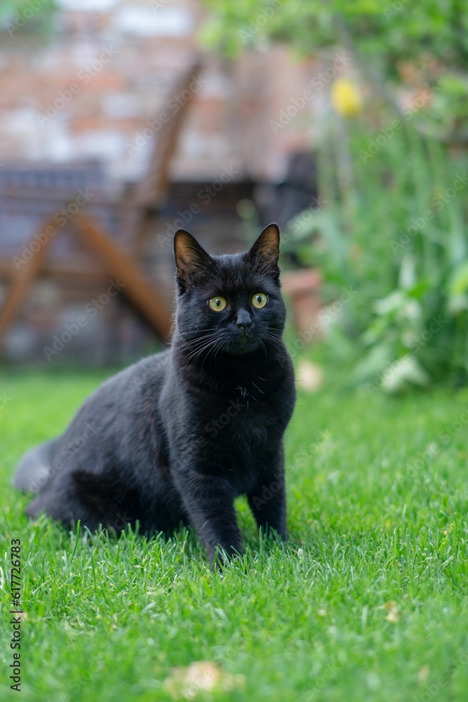 Black cat perched in a lush green grassy field,