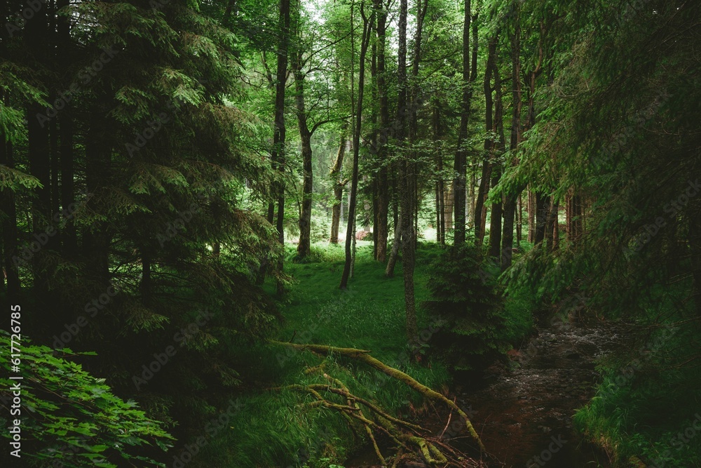 a creek running through a forest filled with tall trees and bushes