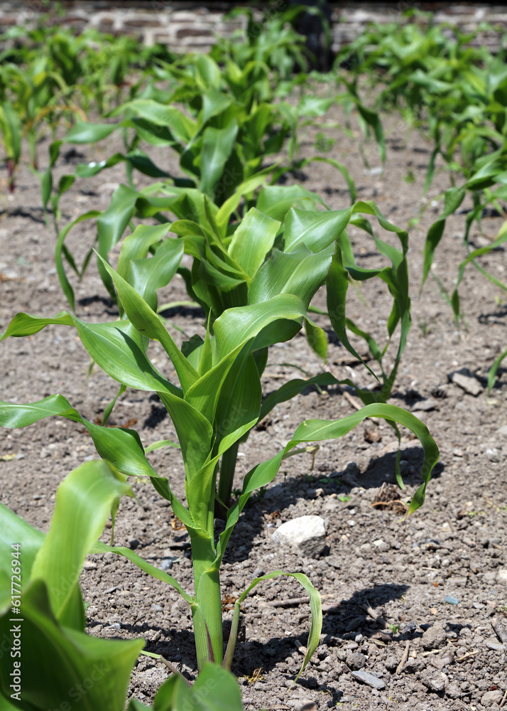 Row of Sweet Corn plants growing in late Spring, Devon England
Row of Sweet Corn plants growing in late Spring, Devon England