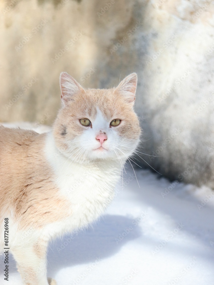 Orange and white tabby cat stands in a snowy landscape Orange and white tabby cat stands in a snowy landscape