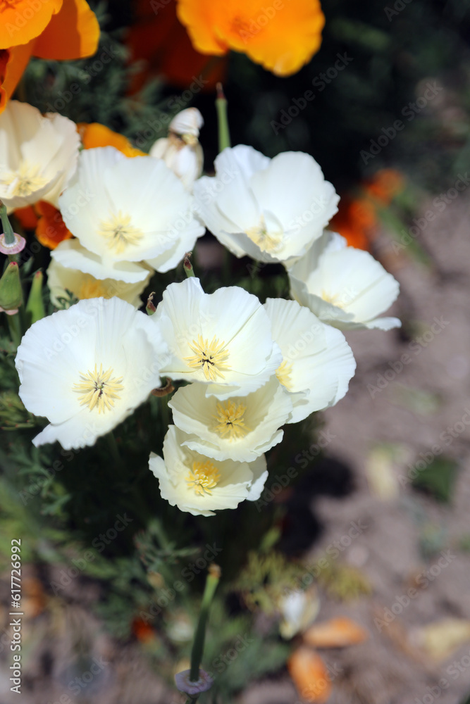 White California poppy blooms, Devon, England
White California poppy blooms, Devon, England