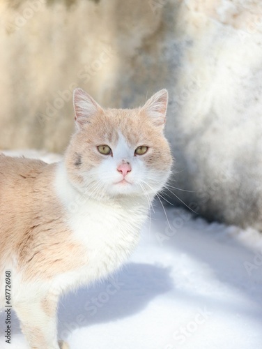 Orange and white tabby cat stands in a snowy landscape