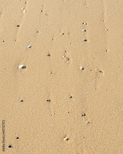 Sand wiht shells texture for graphic resources. Beach, summer sand background.