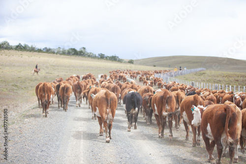 Cattle Ranch in south patagonia argentina