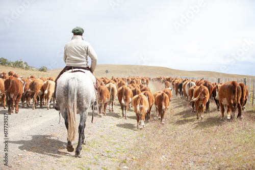 Cattle Ranch in south patagonia argentina