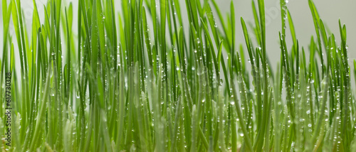 Microgreens of sprouted wheat with water drops. Macro photo. Banner format