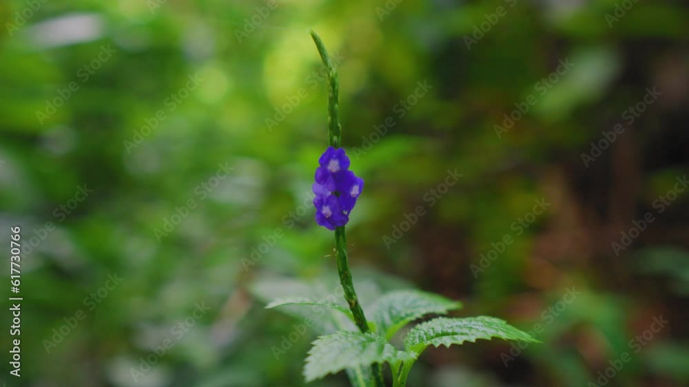 Exotic violet purple relic flower in Yagirala Rain Forest. Sri Lanka. Close up. Exotic violet purple relic flower in Yagirala Rain Forest. Sri Lanka. Close up.