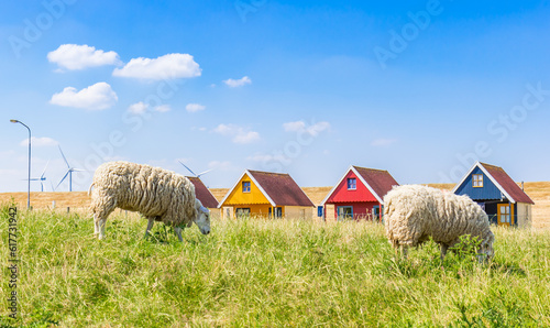 Sheep on the dike in front of colorful cabins in Termunterzijl, Netherlands photo