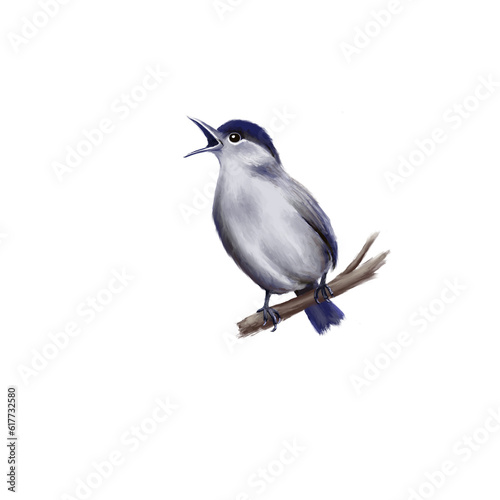Fotografie Blackcap – Illustration of the songbird series
