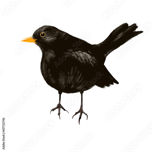 Illustration of the songbird blackbird