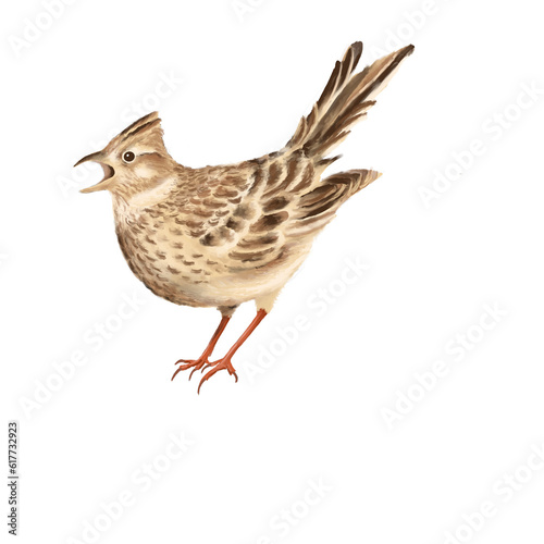 Illustration of the songbird, a lark photo