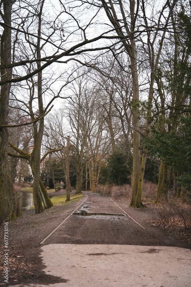 Fototapeta premium Footpath lined with rows of leafless deciduous trees in autumn