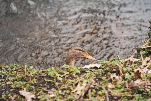 Close-up shot of a duck head seen on the background of a grassy coast photo