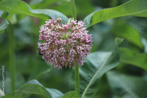 Asclepias syriaca. Green flower buds of a common milkweed.