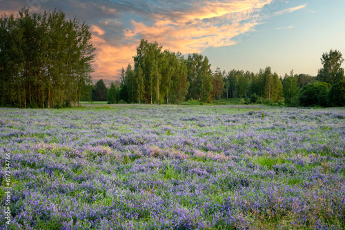 Flower landscape Latvia © Normunds Bartkevics