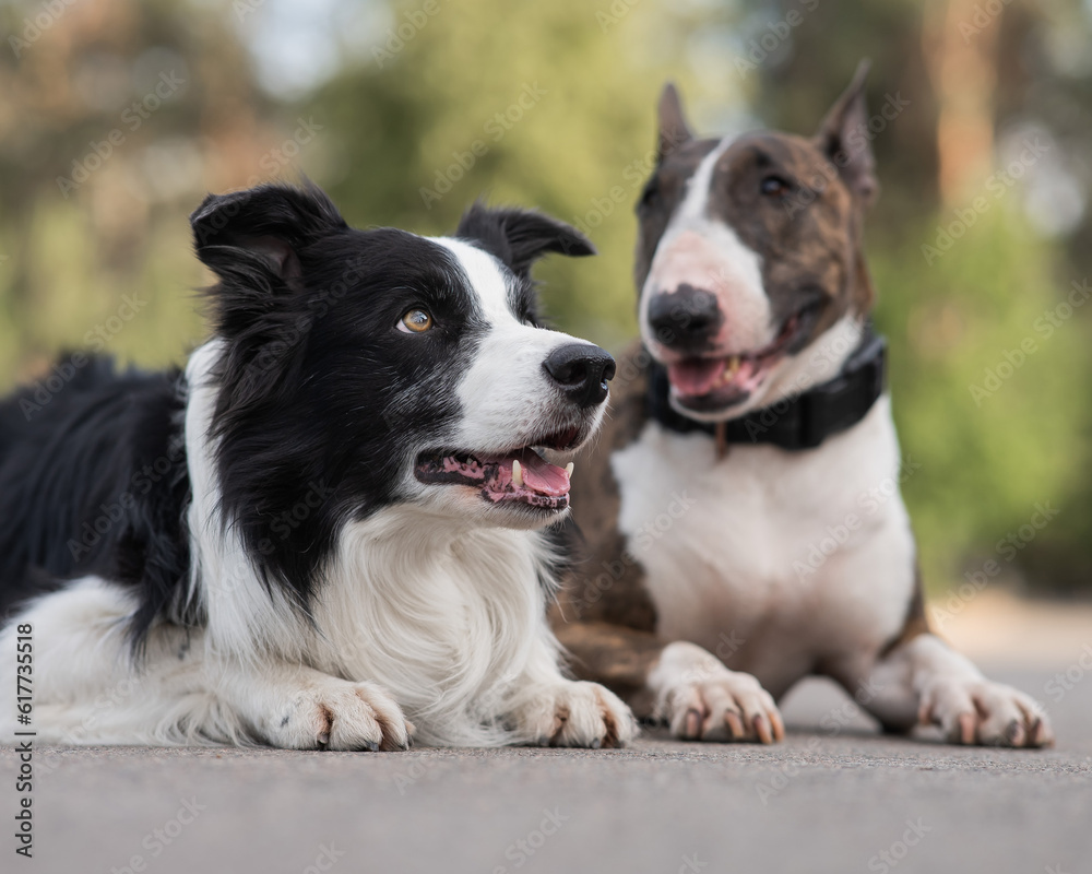 Black and white border collie and brindle bull terrier lie side by side on a walk. Black and white border collie and brindle bull terrier lie side by side on a walk.