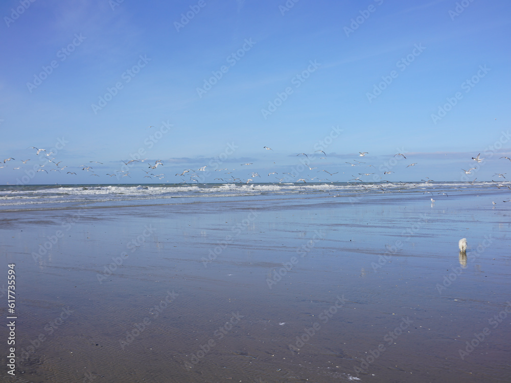 Hardelot-Plage est une station balnéaire française, appartenant à la commune de Neufchâtel-Hardelot. ; Elle est située sur la Côte d'Opale, dans le département du pas-de-calais Hardelot-Plage est une station balnéaire française, appartenant à la commune de Neufchâtel-Hardelot. ; Elle est située sur la Côte d'Opale, dans le département du pas-de-calais