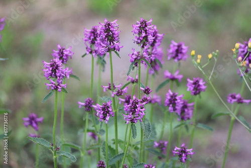 Close up of stachys officinalis, Betonica officinalis foliage.