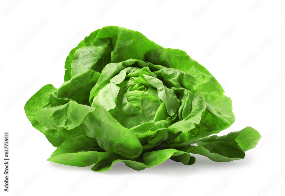 Fresh green butter lettuce head isolated on white Fresh green butter lettuce head isolated on white