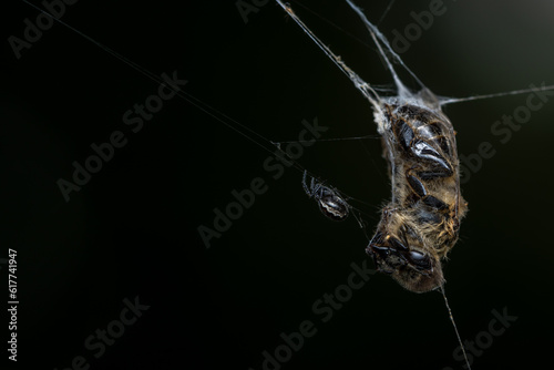 Kleine Spinne mit Beute im Spinnennetz. In Spinnfäden eingewickelte Biene. Makroaufnahme mit Copyspace. photo