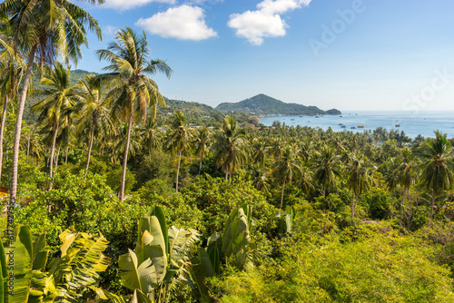 Tropical landscape of paradise scenery Koh Tao island. Green palm trees in jungle and view on bay form high-angle. Exotic idyllic landscape of greenery and sea
