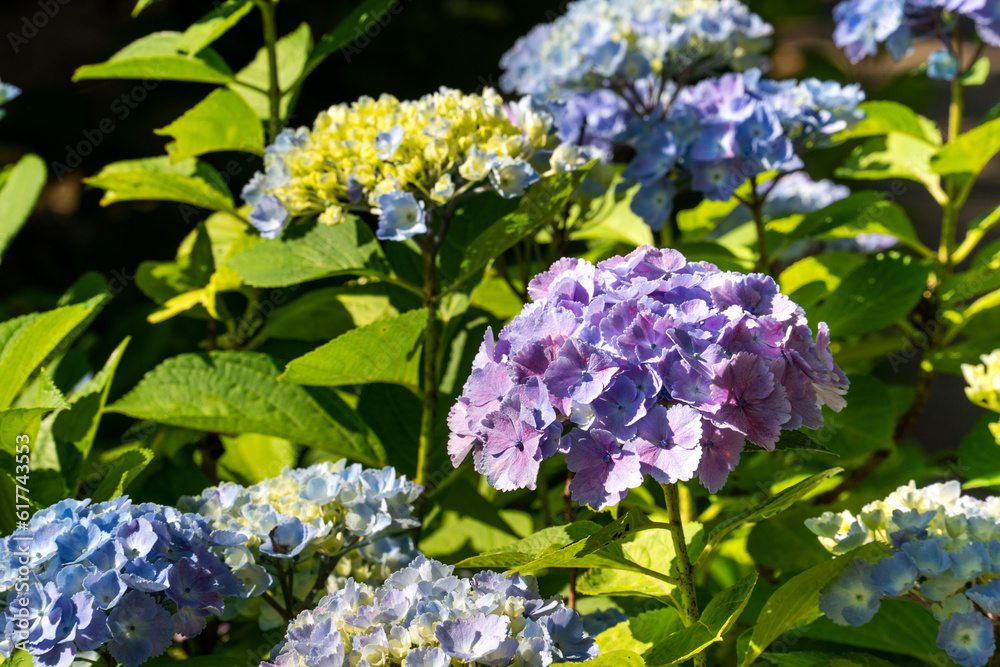 Beautiful hydrangea flower in a natural garden in sunny day. Beautiful hydrangea flower in a natural garden in sunny day.