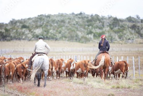 Cattle Ranch in south patagonia argentina © Santa001