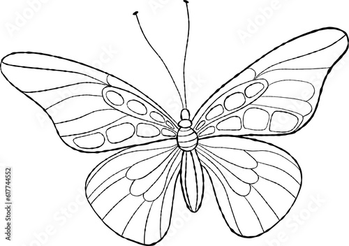 insect linear butterfly