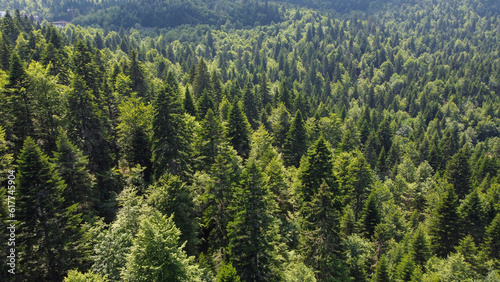 Green forest on mountain in spring  aerial drone view. Trees growing in nature. Beautiful Deciduous and coniferous forest  view from above. Woodland.