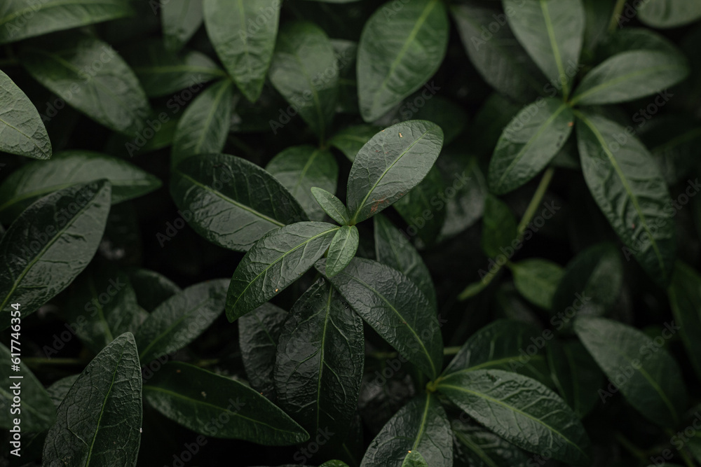 Green periwinkle leaves with raindrops