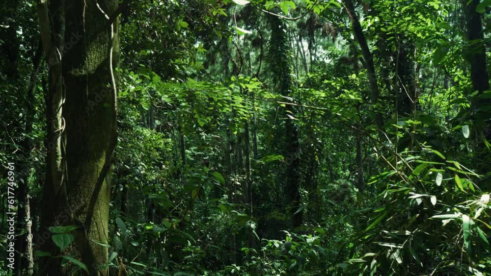 Green scenery with relic ancient trees in Yagirala Rain Forest. Sri Lanka. Green scenery with relic ancient trees in Yagirala Rain Forest. Sri Lanka.