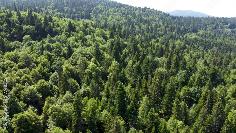 Green forest on mountain in spring, aerial drone view. Trees growing in nature. Beautiful Deciduous and coniferous forest, view from above. Woodland. Green forest on mountain in spring, aerial drone view. Trees growing in nature. Beautiful Deciduous and coniferous forest, view from above. Woodland.