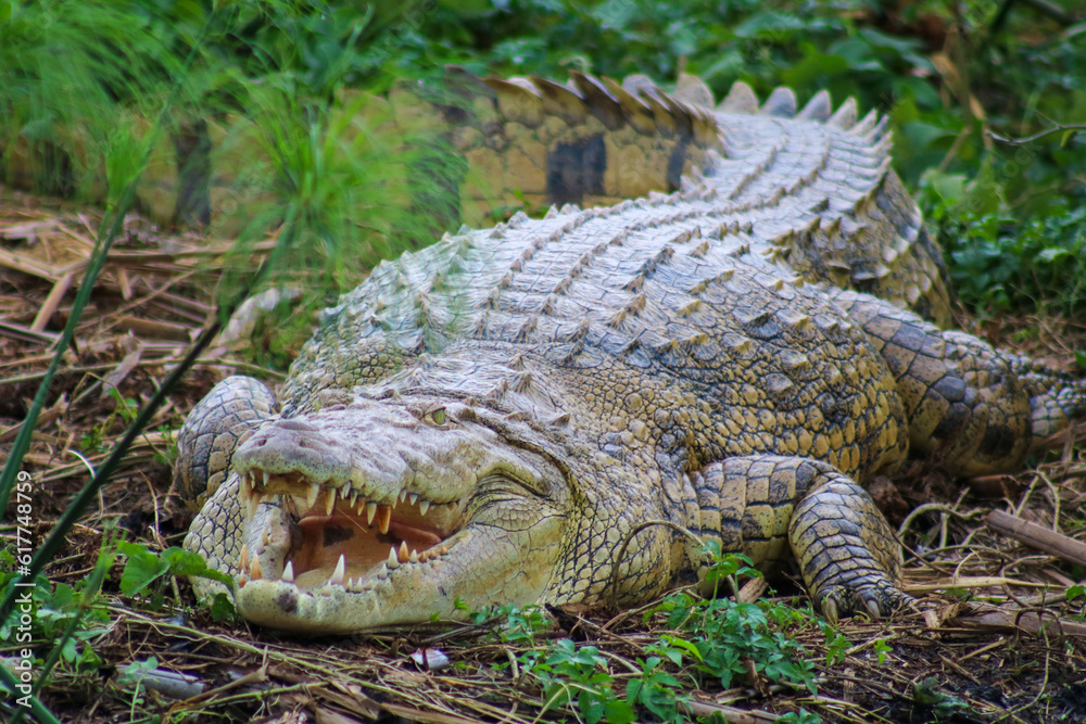 Fototapeta premium Nile Crocodile in the Nile