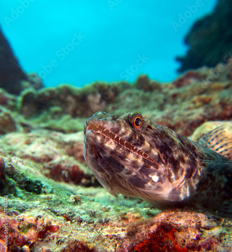 A sand Lizardfish resting on rocks Boracay Island Philippines