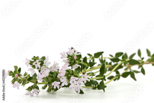 Thyme flowers, lat. Thymus, isolated on white background