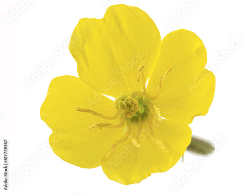 Flower close up of Oenothera biennis, common evening-primrose, evening star, sundrop, weedy evening primrose, German rampion, hog weed, King's cure-all and fever-plant. Isolated on white background