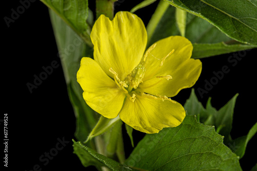 Flower and leaf of  Oenothera biennis, common evening-primrose, evening star, sundrop, weedy evening primrose, German rampion, hog weed, King's cure-all and fever-plant. Isolated on black background