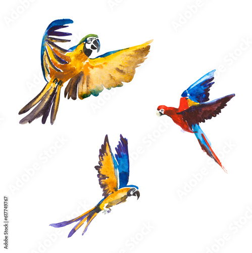 Watercolor illustration with three fliyng parrost different types isolated on white background