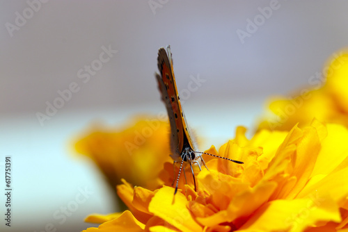 Copper butterfly (Benishijimi), sucking nectar from the orangw flowerhead (Sunny close up macro photography) photo