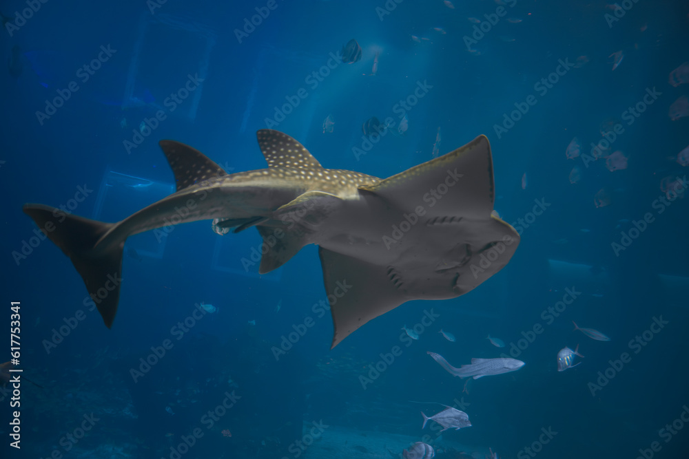 A bottom up photo of Guitarfish swimming in big acquarium