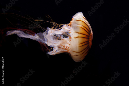 A photo of Chrysaora quinquecirrha jellyfish or jelly fish taken in aquarium. the jelly fish is also known as Atlantic sea nettle or east coast sea nettle photo