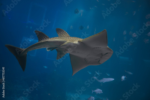 Obraz na płótnie A bottom up photo of Guitarfish swimming in big acquarium w salonie
