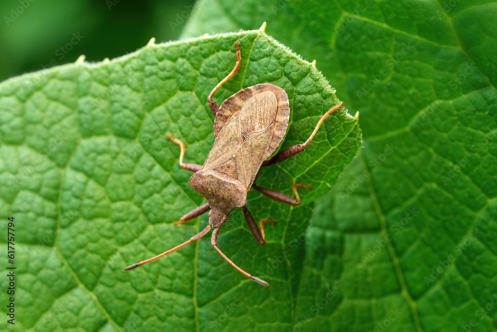 Lederwanze (Coreus marginatus) in Draufsicht auf einem grünen Blatt - Baden-Württemberg, Deutschland Lederwanze (Coreus marginatus) in Draufsicht auf einem grünen Blatt - Baden-Württemberg, Deutschland
