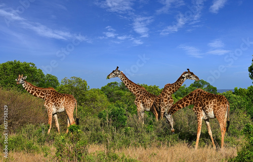 Family of giraffes graze in the savannah in a natural environment