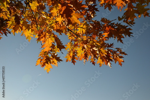 Autumn leaves in the sky