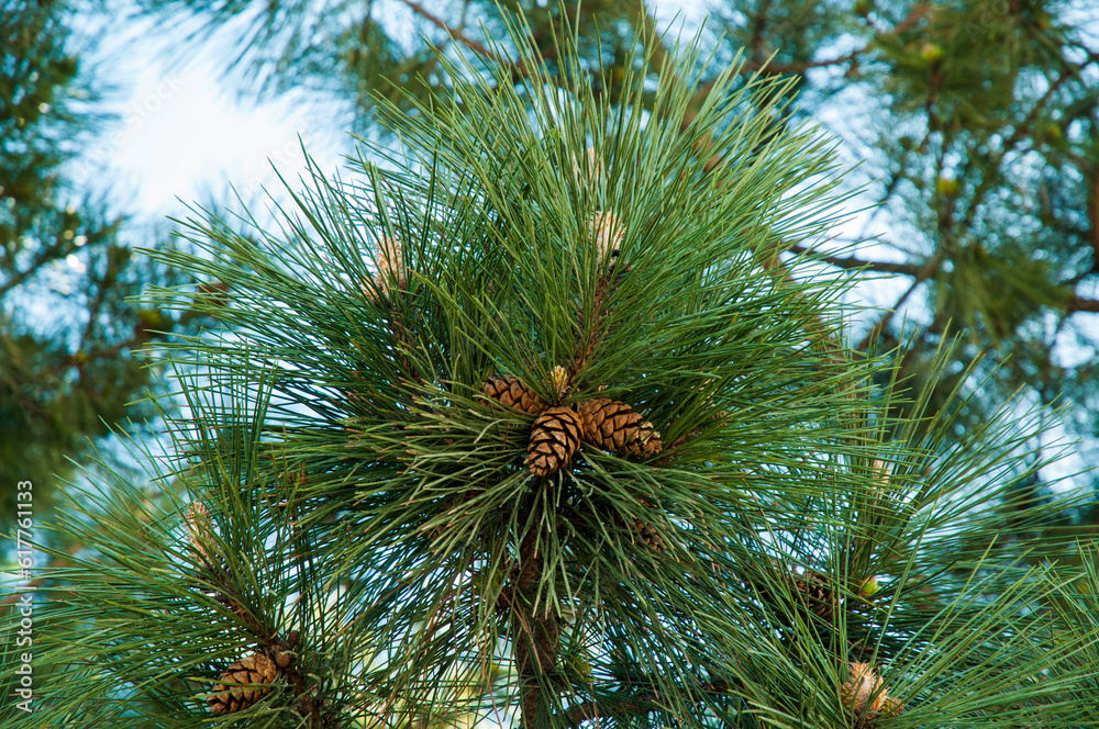 Pine branches on a sunny spring day, pieces of blue sky, greenery. Pine branches on a sunny spring day, pieces of blue sky, greenery.