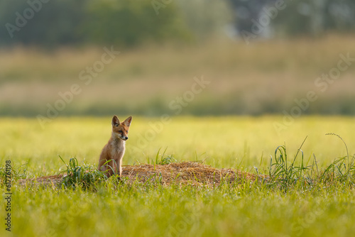 Cute little fox cub sitting on the top of the den. Adorable predator. Red fox, Vulpes vulpes, wildlife, Slovakia.