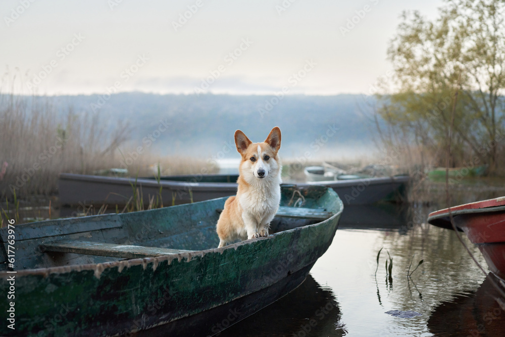 dog in a boat. funny red and white Pembroke is sitting overboard