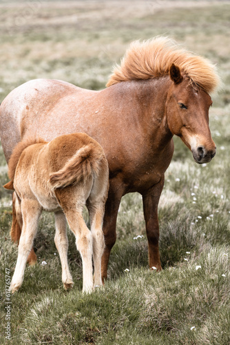 Icelandic horse horses grass landscape nature